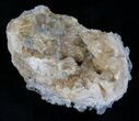 Crystal Filled Fossil Clam - Rucks Pit #5783-1